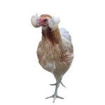 Araucana