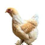 Lemon Gallina
