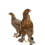Perdiz Dorado Pollos
