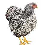Wyandotte Gallina